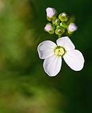 3145 Cuckooflower Chris Gilbert, Ravenseye Gallery, Peak District, Photographs, Courses